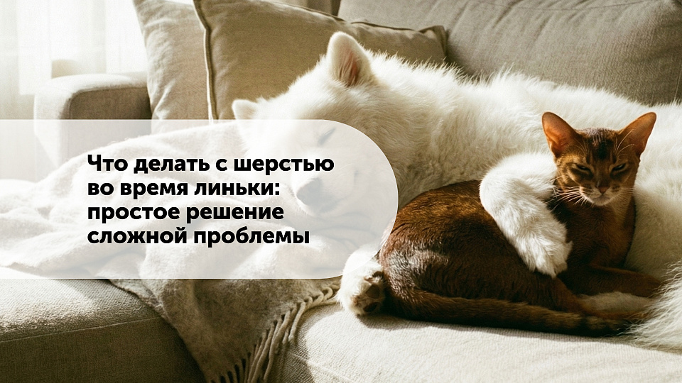 Что делать с шерстью во время линьки: простое решение сложной проблемы